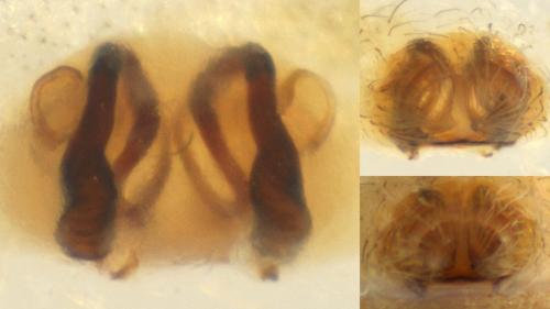 Réf. 136 509 : Eratigena picta