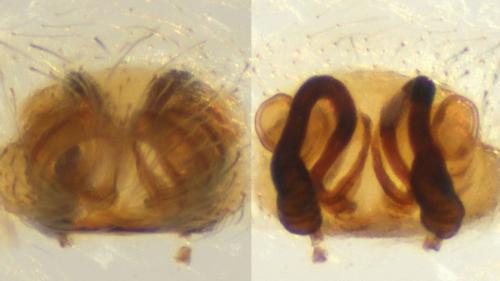 Eratigena picta