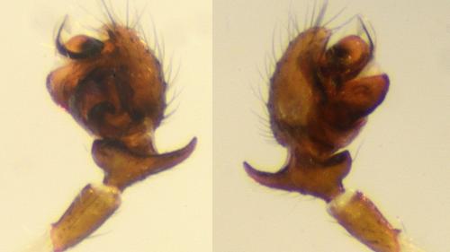 Réf. 136 817 : Walckenaeria atrotibialis