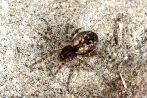 Lathys humilis