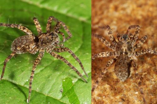 Pardosa sp.