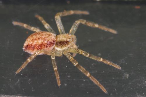 Philodromus sp.