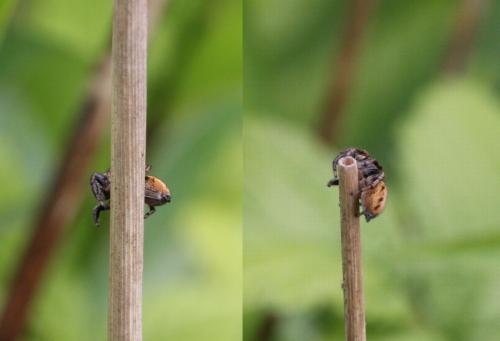 Evarcha sp.