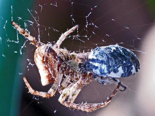 Gibbaranea bituberculata