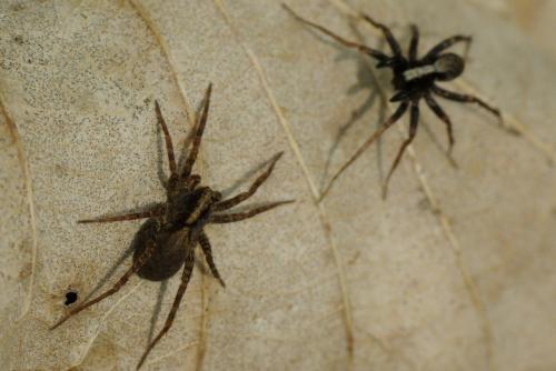 Pardosa sp.