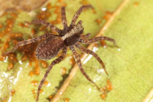Pardosa sp.