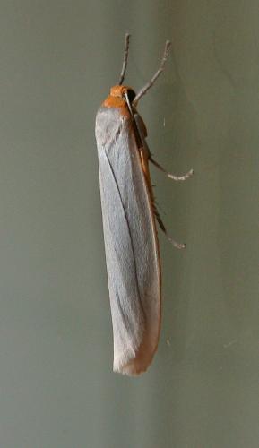 Réf. 136 118 : Eilema caniola