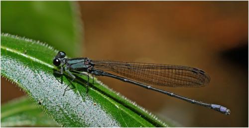 Argia sordida