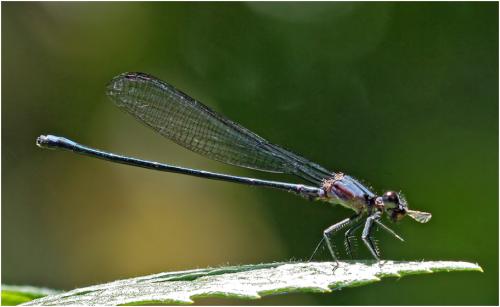 Argia sordida