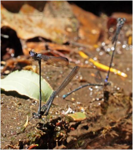 Argia sordida