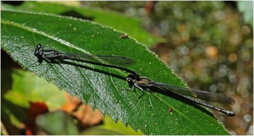 Argia sordida