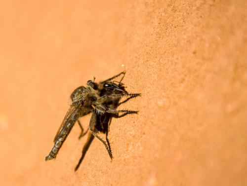 Machimus sp.