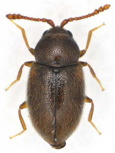 Réf. 136 742 : Atomaria lewisi