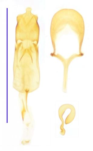 Réf. 136 779 : Atomaria lewisi