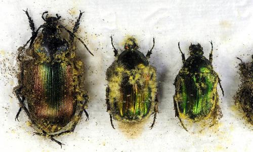 Nettoyage sp.