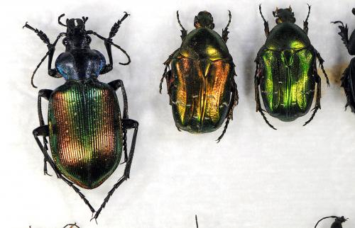 Nettoyage sp.