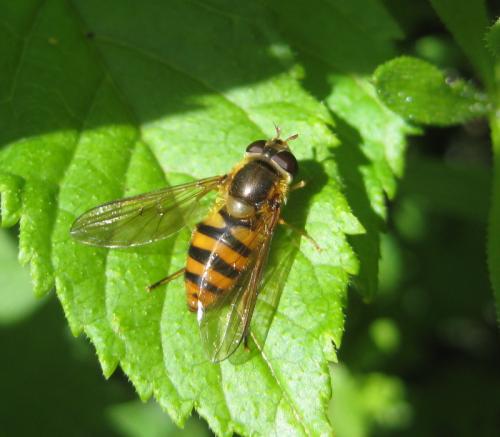 Epistrophe sp.
