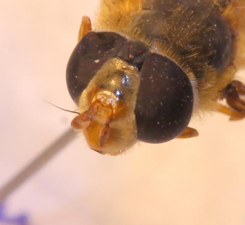 Epistrophe sp.