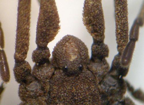 Trogulus nepaeformis