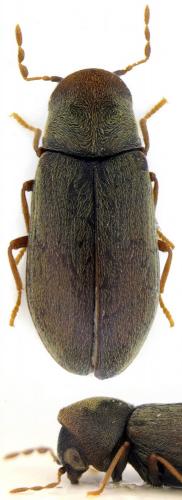 Réf. 136 161 : Gastrallus immarginatus