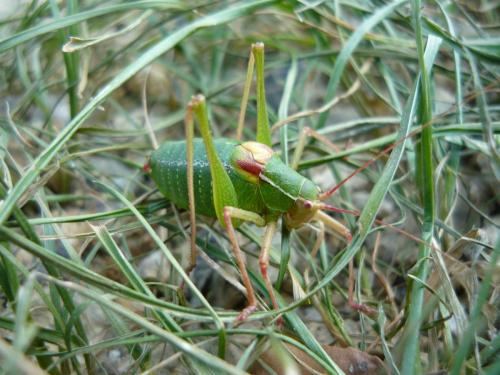Barbitistes fischeri