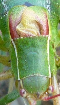 Barbitistes fischeri