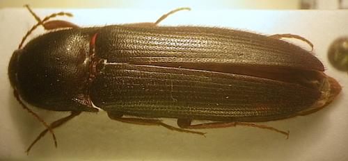 Brachygonus bouyoni