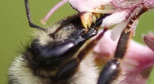 Bombus sylvarum