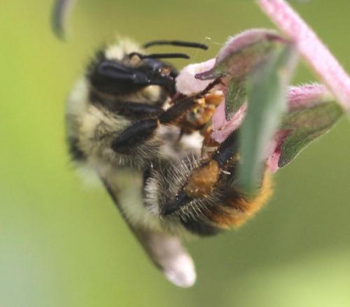 Réf. 136 056 : Bombus sylvarum