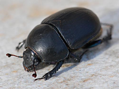 Réf. 136 642 : Sericotrupes niger