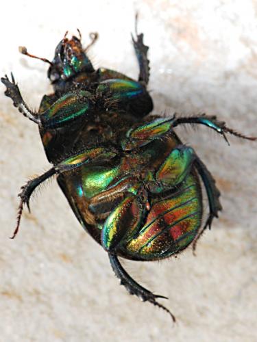 Réf. 136 618 : Sericotrupes niger