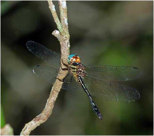 Brechmorhoga praedatrix