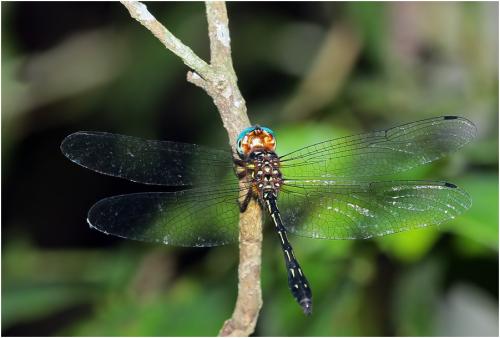 Brechmorhoga praedatrix