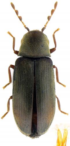 Gastrallus knizeki