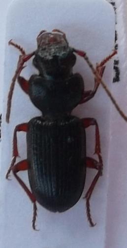 Carterus fulvipes