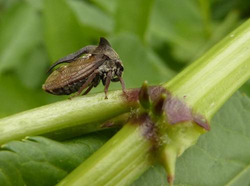 Réf. 136 551 : Centrotus cornutus
