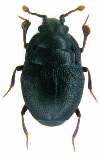 Plegaderus caesus
