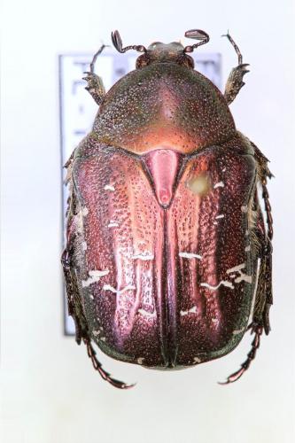 Réf. 136 169 : Cetonia carthami