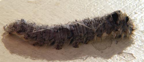 Dendrolimus pini