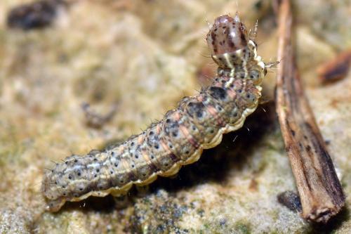 Noctua sp.