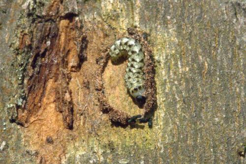 Réf. 136 178 : Cryphia algae