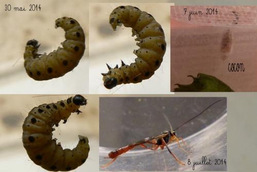 Yponomeuta sp.