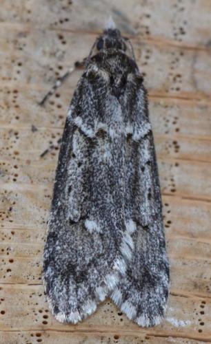 Diurnea fagella