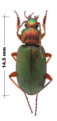 Réf. 136 134 : Chlaenius sp.