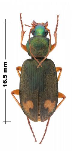 Réf. 136 107 : Chlaenius posticalis
