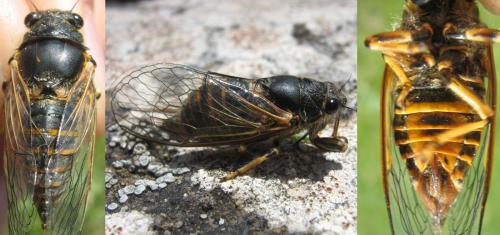 Réf. 136 972 : Cicadetta sp.
