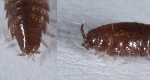 Trichoniscus pusillus