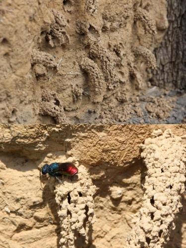 Réf. 136 448 : Odynerus sp.