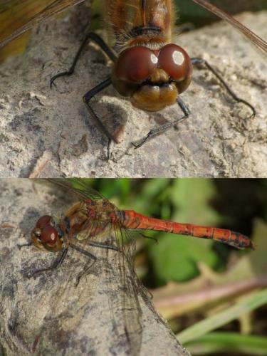 Sympetrum striolatum