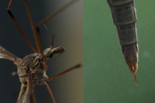 Tipula sp.